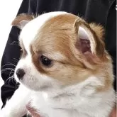 チワワ(ロング)【岡山県・男の子・2025年9月21日・フォーンホワイト】の写真3