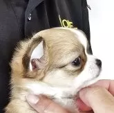 チワワ(ロング)【岡山県・男の子・2025年9月21日・フォーンホワイト】の写真3