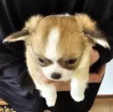 チワワ(ロング)【岡山県・男の子・2025年9月21日・フォーンホワイト】の写真5