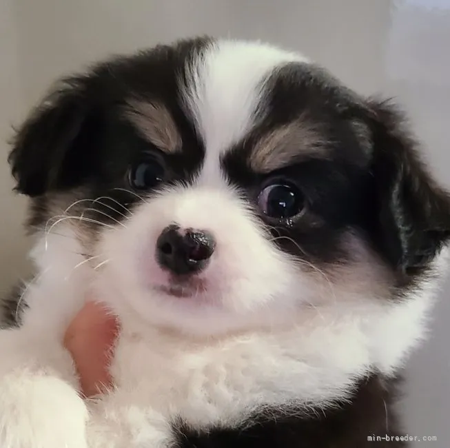 S.Ｉ 様のお迎えした子犬