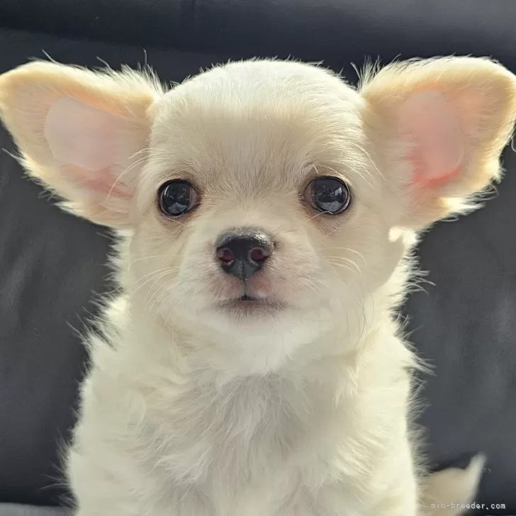 ID:2408-00904の子犬