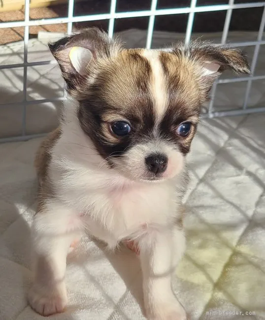 C.K 様のお迎えした子犬