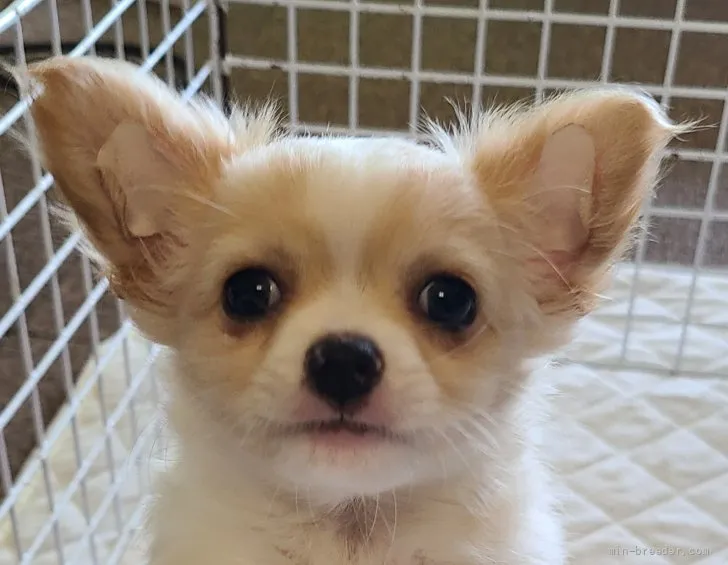 M 様のお迎えした子犬