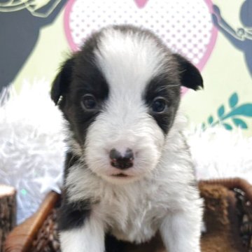 ボーダーコリー【栃木県・女の子・2025年11月11日・ブラック&ホワイト】の写真「8頭兄弟です！！」