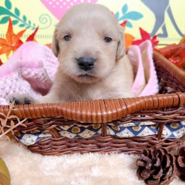 ゴールデンレトリバー【栃木県・女の子・2025年10月6日・ゴールデン】の写真「8頭兄妹です🎶」