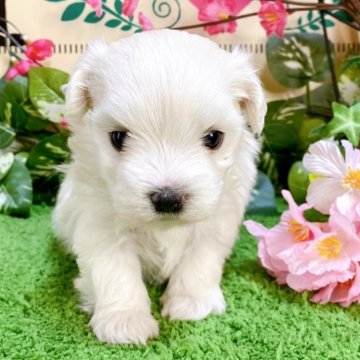 マルチーズ【栃木県・女の子・2025年1月5日・ホワイト】の写真「４頭兄弟です！」