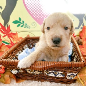 ゴールデンレトリバー【栃木県・男の子・2025年10月6日・ゴールデン】の写真「8頭兄妹です🎶」