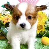 パピヨン