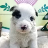 ボーダーコリー