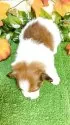 パピヨン【栃木県・男の子・2025年8月2日・ホワイトブラウン】の写真2