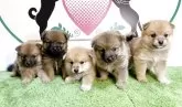ポメ柴(柴犬×ポメラニアン)【栃木県・女の子・2025年7月15日・フォーン】の写真7