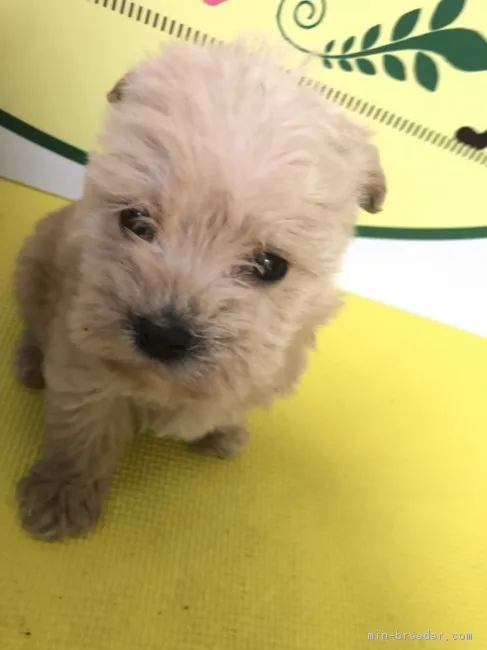ID:1804-00458の子犬