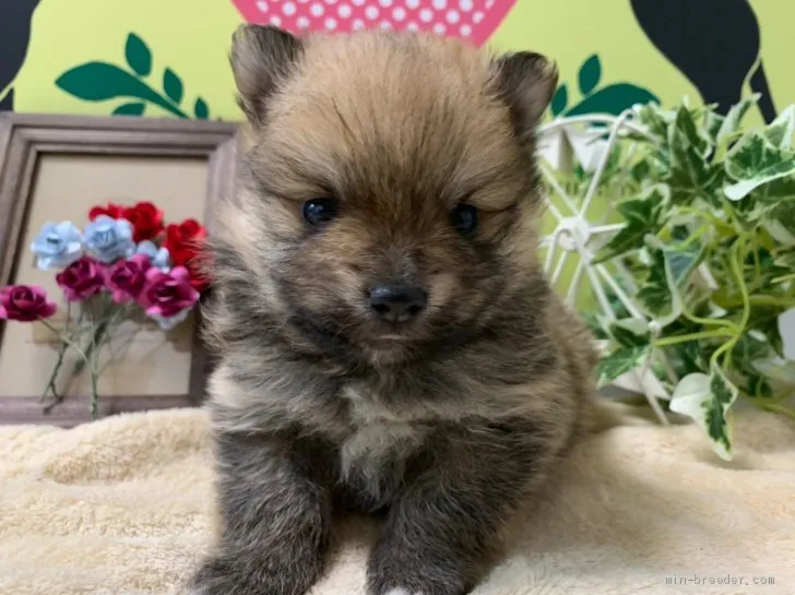 ID：2103-02845の子犬