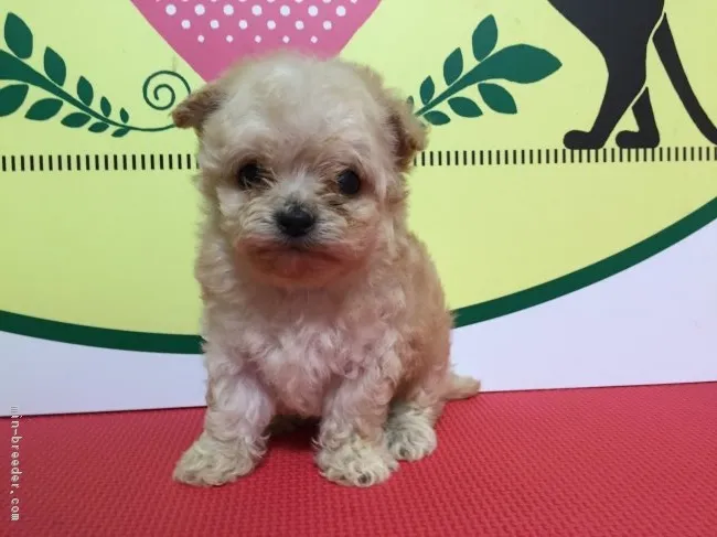 ID:1709-01239の子犬