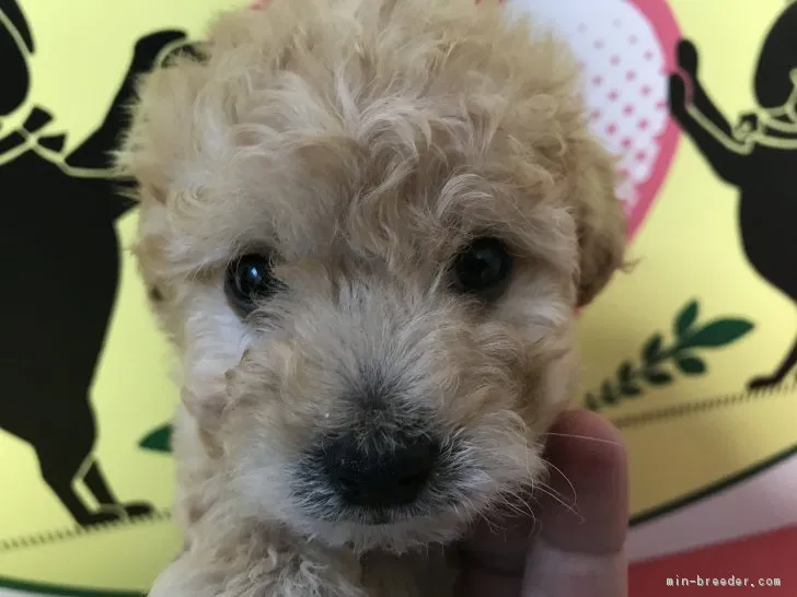 ID:1802-00217の子犬