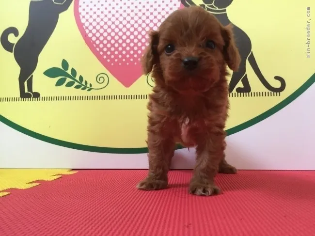 ID：1706-00652の子犬