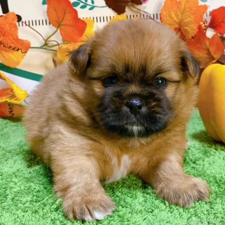 ID：2410-06449の子犬