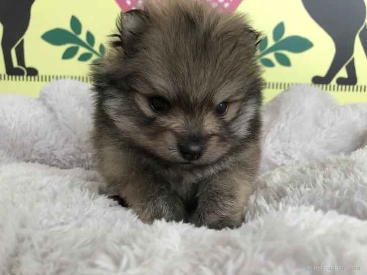 ID：1901-03139の子犬