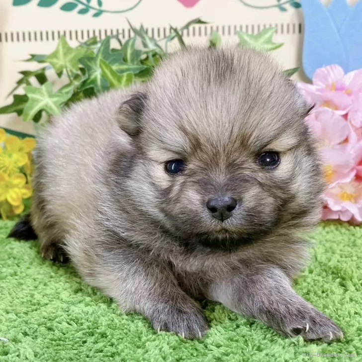 ID:2404-01042の子犬