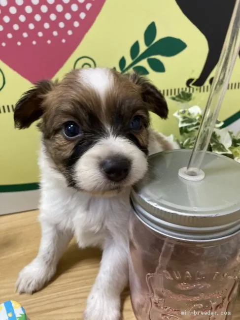 ID：2106-03180の子犬