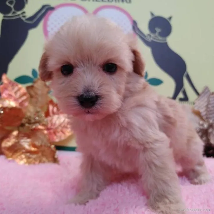 ID：2211-02886の子犬