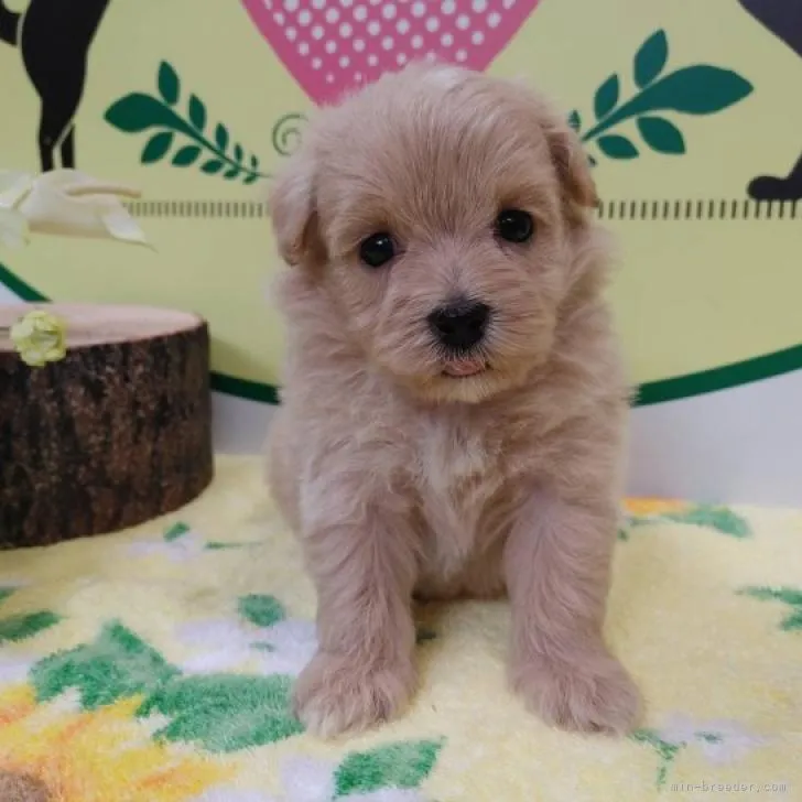 ID：2207-03273の子犬