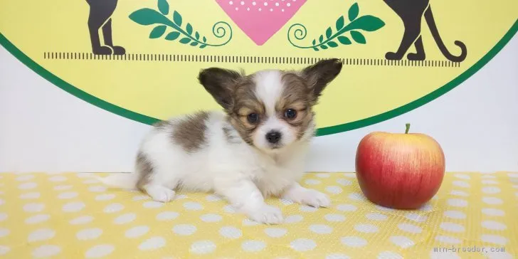 ID:2012-02184の子犬