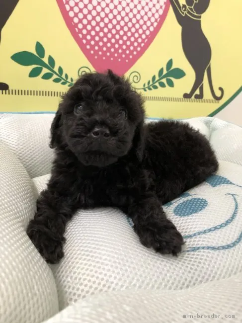 ID：1809-01992の子犬