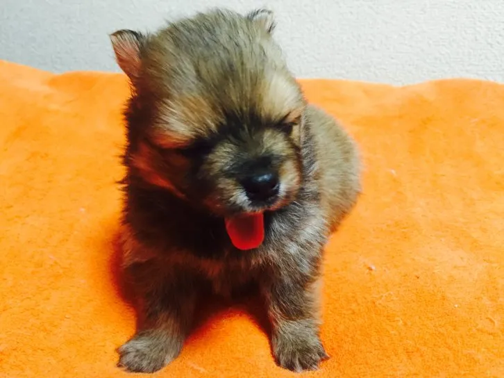 ID：1611-01272の子犬