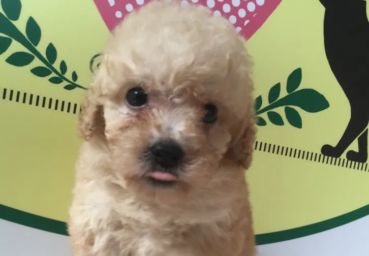 ID:1609-00228の子犬
