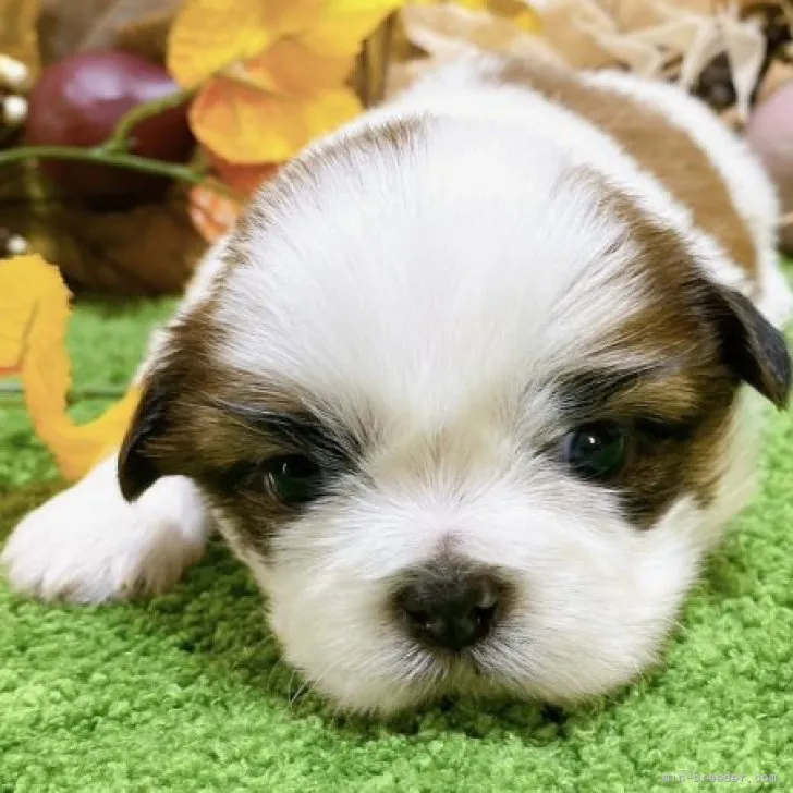 ID：2311-05496の子犬