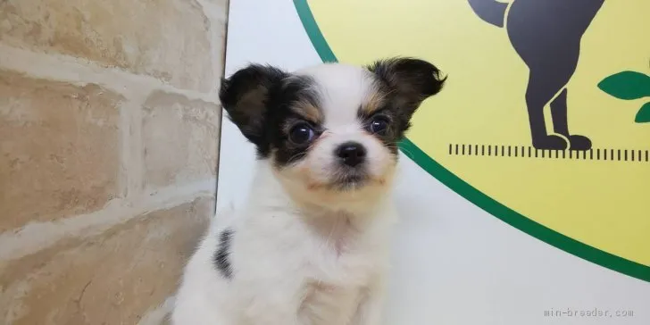 ID：2012-02183の子犬