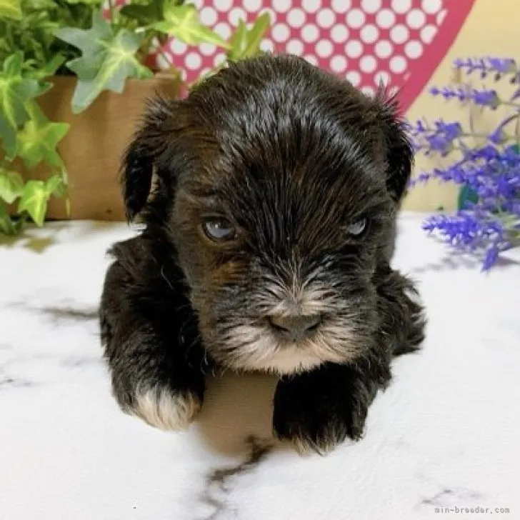ID：2303-03944の子犬