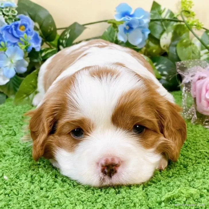 ID:2406-01352の子犬