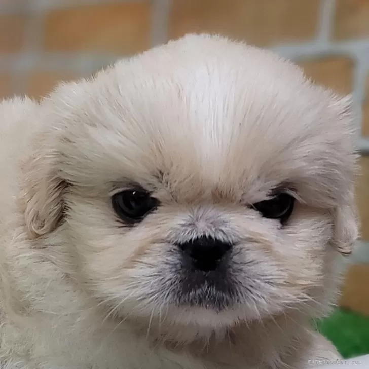 ID：2407-00953の子犬