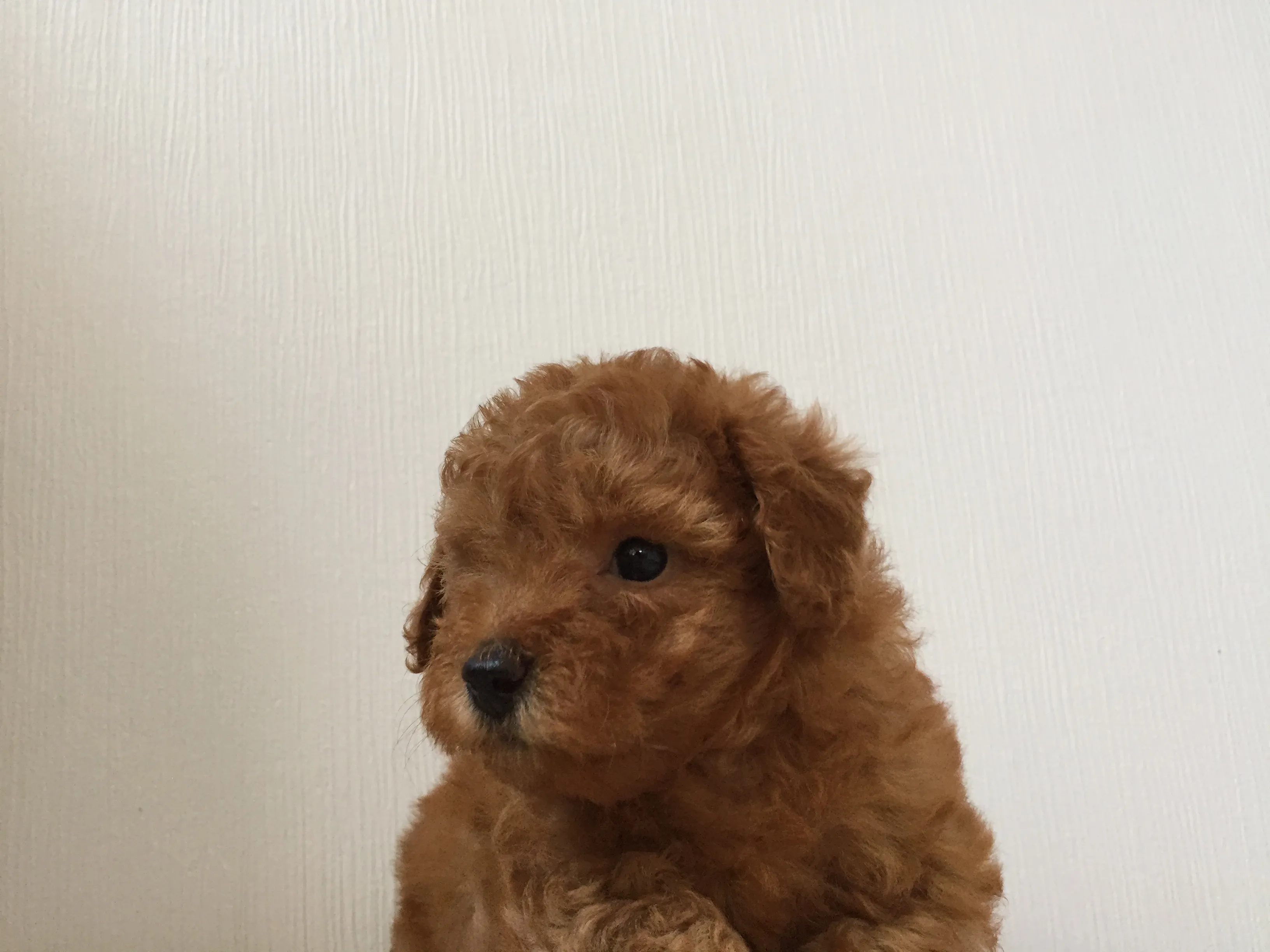ID：1607-02110の子犬