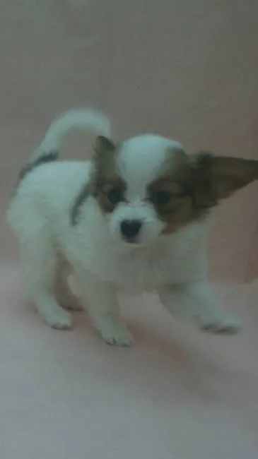 ID：1611-00553の子犬