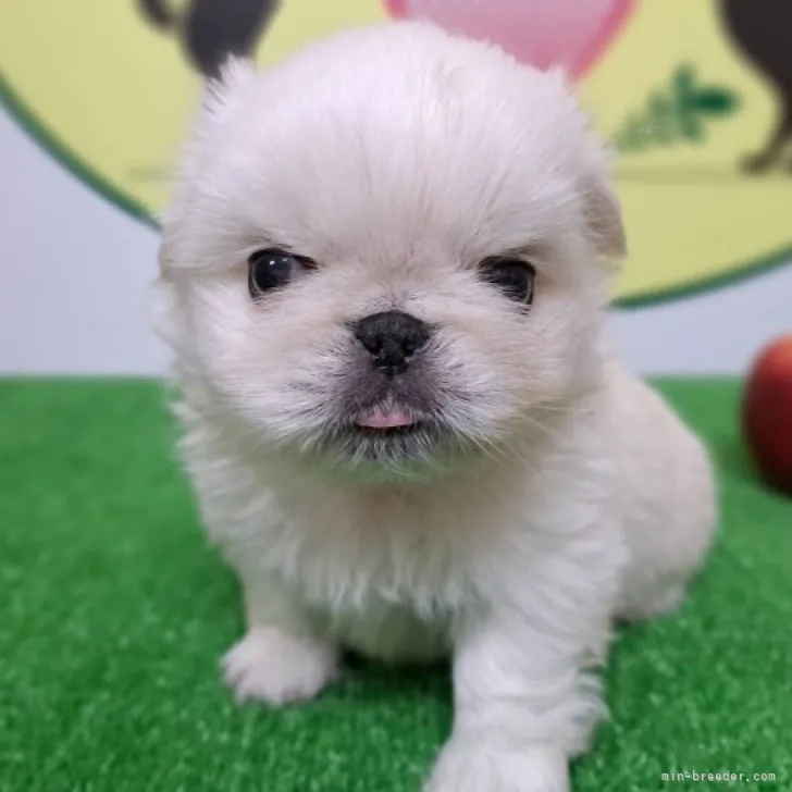 ID：2309-06279の子犬