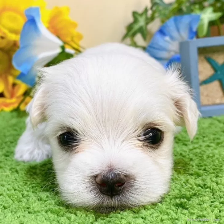 ID:2408-07914の子犬