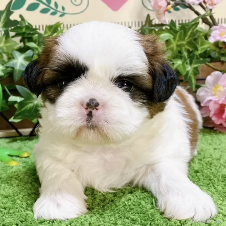 ID：2403-01239の子犬