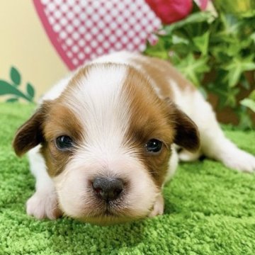 パピヨン【栃木県・男の子・2023年1月30日・ホワイト&レッド】の写真「６頭兄妹です！」