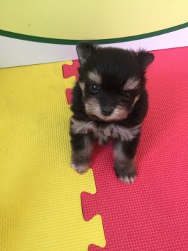母マルチーズ、父ポメラニアンです。【栃木県・女の子・2017年6月4日・ブラックタン】の写真「小柄でかわいいです！」