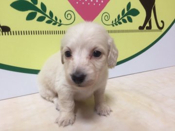 ミニチュアダックスフンド(ロング)【栃木県・男の子・2016年10月14日・クリーム】の写真「クリームの可愛い男の子のダックスちゃんです！」