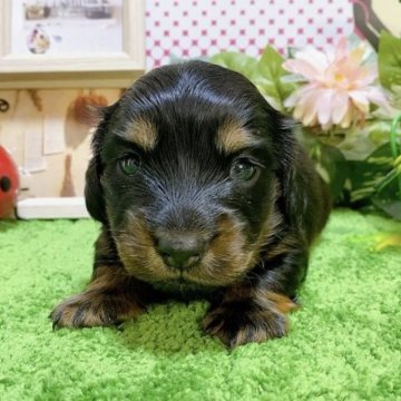 ミニチュアダックスフンド(ロング)【栃木県・男の子・2023年4月17日・ブラックタン】の写真「４頭兄妹です！」