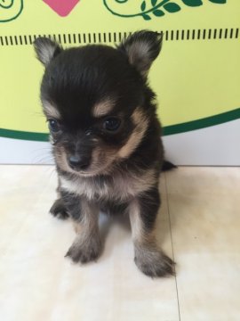 チワワ(ロング)【栃木県・男の子・2016年9月6日・ブラックタン】の写真「」