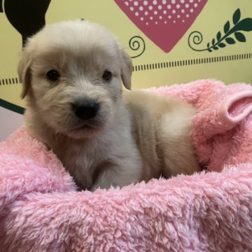 ゴールデンレトリバー【栃木県・女の子・2023年11月6日・ゴールド】の写真「多産な10頭兄弟です！」