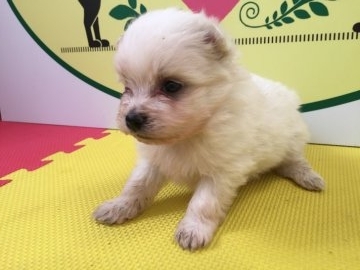 ポメラニアン【栃木県・男の子・2017年11月3日・クリーム】の写真「ふわふわの可愛い男の子です！」