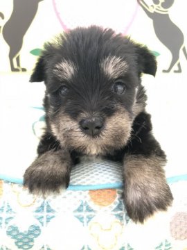 ミニチュアシュナウザーとマルチーズです!!【栃木県・女の子・2018年6月21日・ブラック&シルバー】の写真「毛質がマルチーズでふわふわです！」