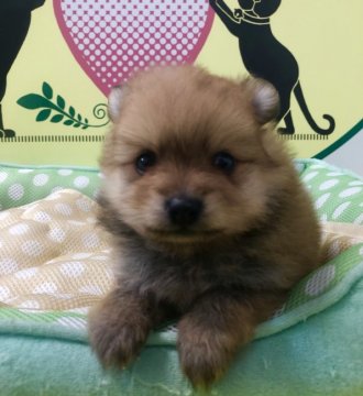 ポメラニアン【栃木県・女の子・2018年5月23日・オレンジセーブル】の写真「丸顔よりな子です♪」