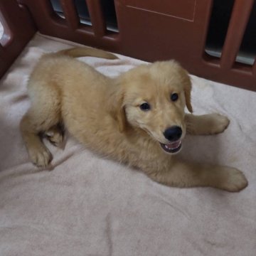 ゴールデンレトリバー【栃木県・女の子・2024年6月25日・ゴールド】の写真「活発な女の子です！」